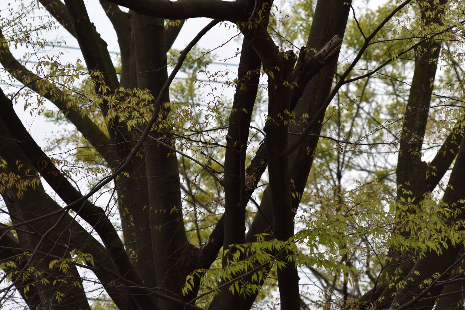 Nikon D5300 sample photo. Wood, natural, leaf photography