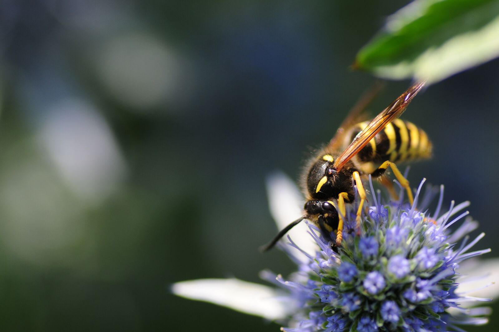 Nikon D300S sample photo. Insect, wild bee, bees photography