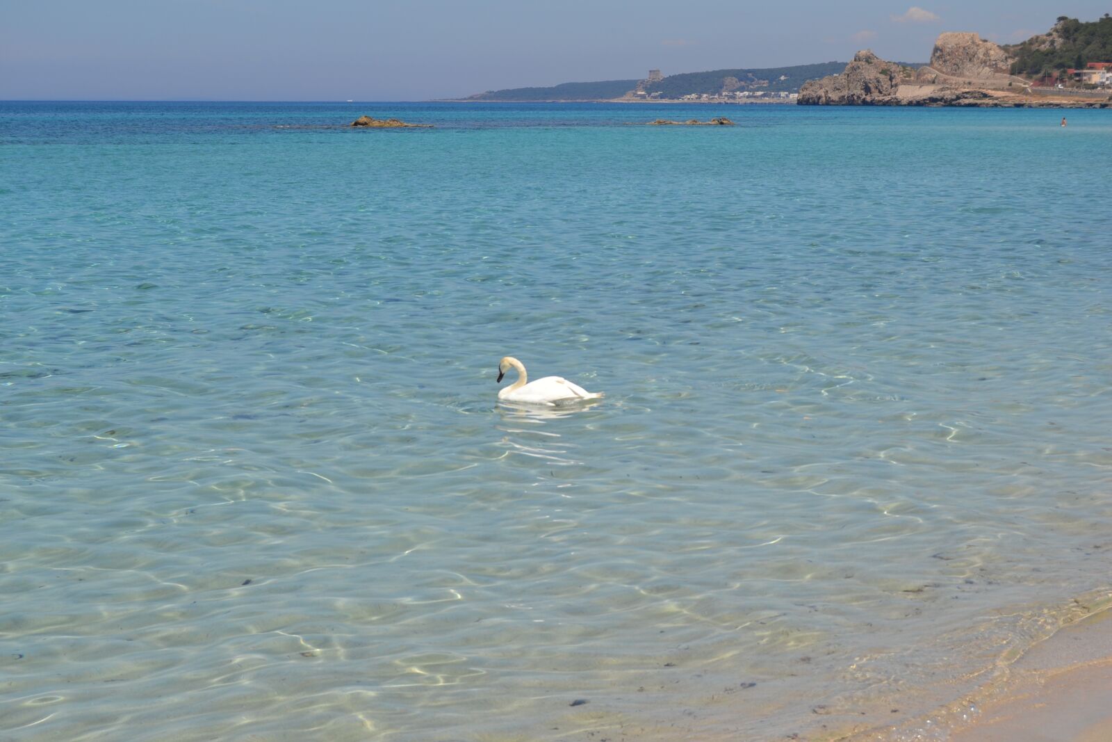 Nikon D3100 sample photo. Cigno, sea, swan photography