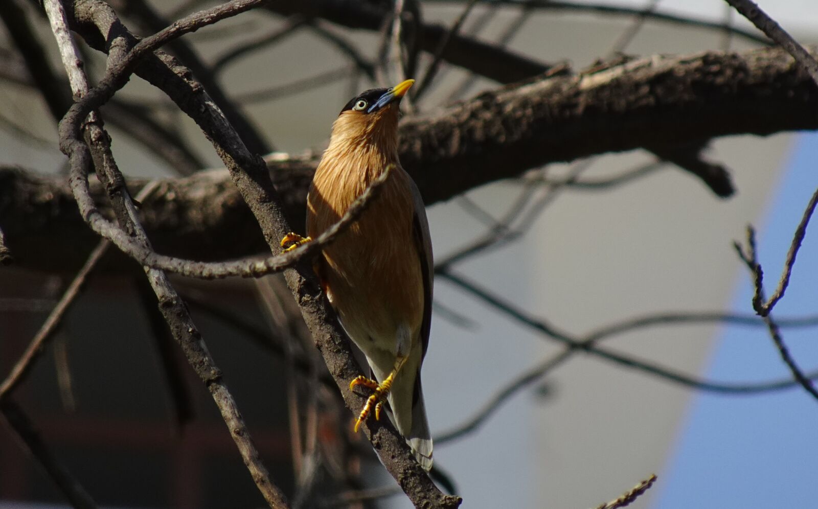 Sony DSC-WX800 sample photo. Bird, myna, mynah photography
