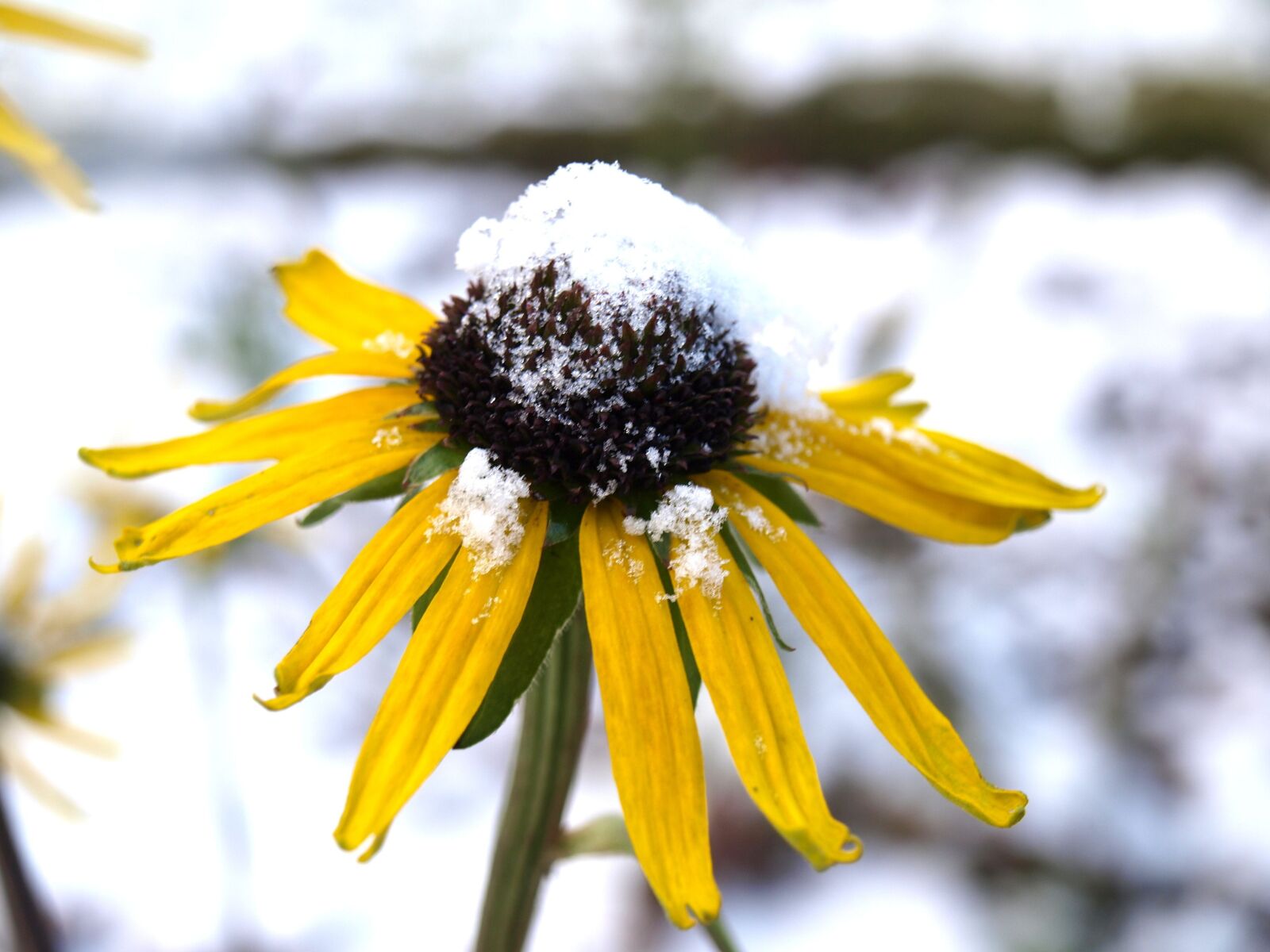 Olympus E-520 (EVOLT E-520) sample photo. Coneflower, echinacea, flower photography