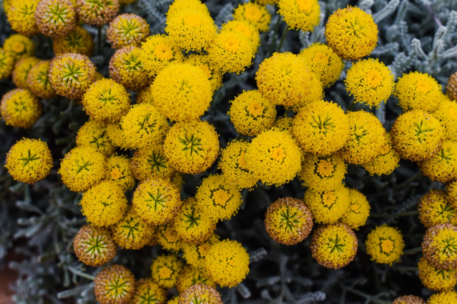 Nikon D3300 sample photo. Flowers, yellow, spring photography