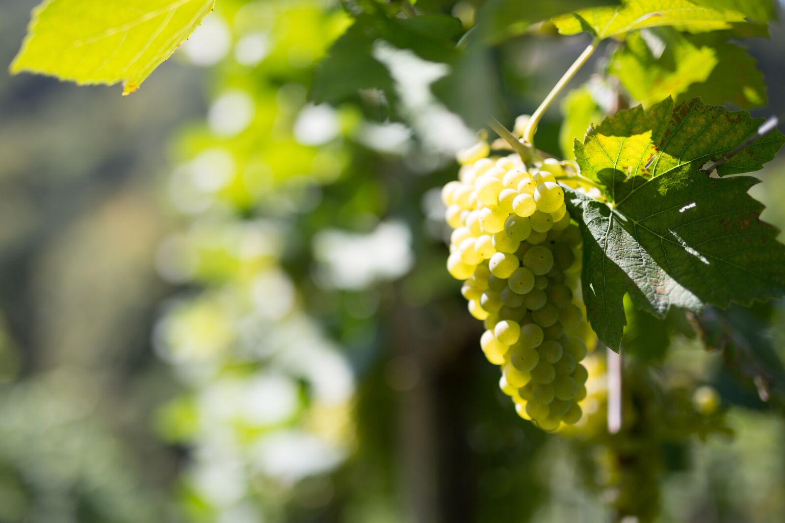 Canon EOS 5D Mark III sample photo. Grape, wine, vine photography