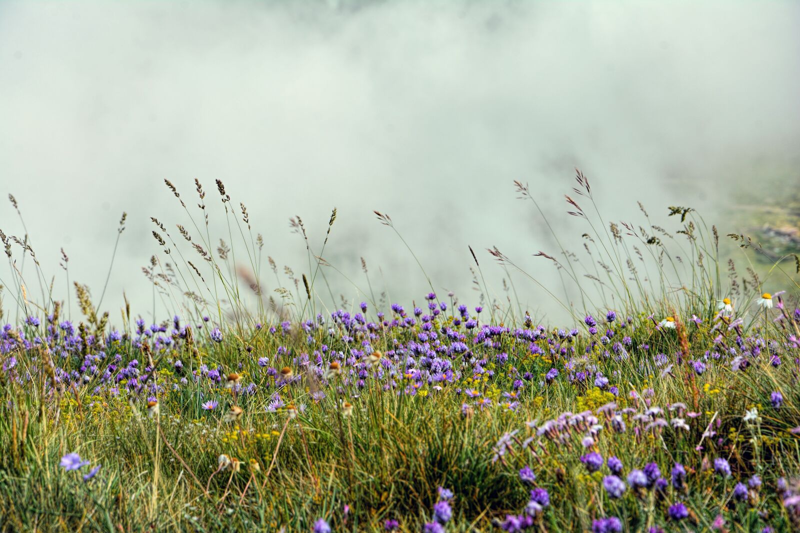 Nikon D7100 sample photo. Nature, flowers, meadow photography