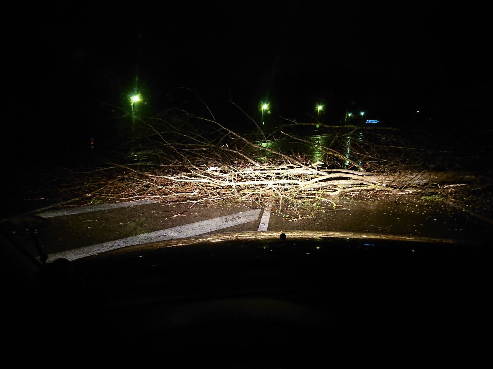 Sony Xperia XZ2 Compact sample photo. Tree, fallen tree, storm photography