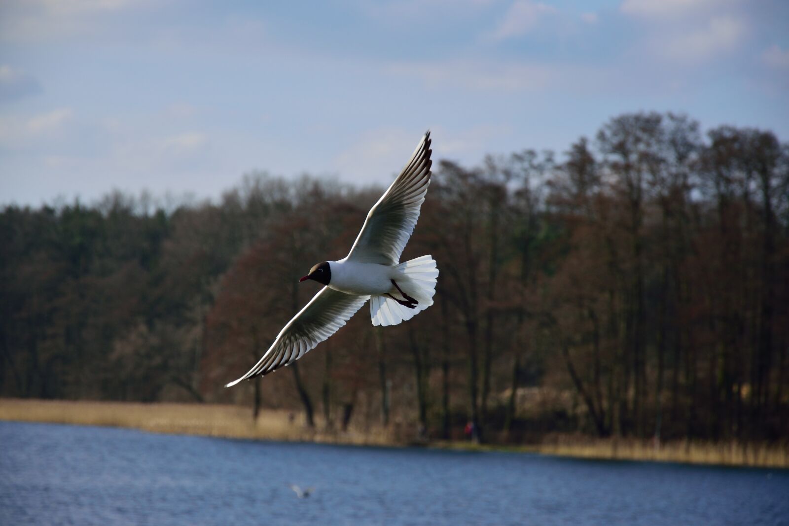 Nikon D3300 sample photo. Air, animal, avian, background photography