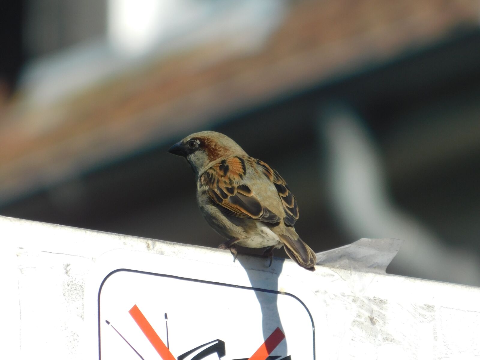 Nikon Coolpix B500 sample photo. Bird, animal, sperling photography