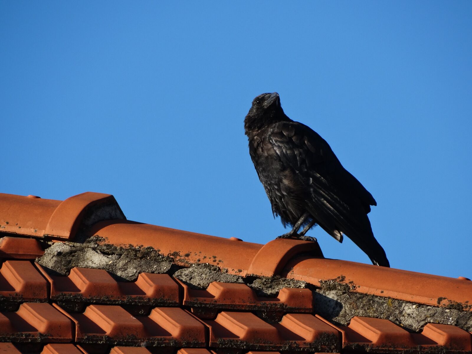 Sony Cyber-shot DSC-HX300 sample photo. Crow, roof, paris photography