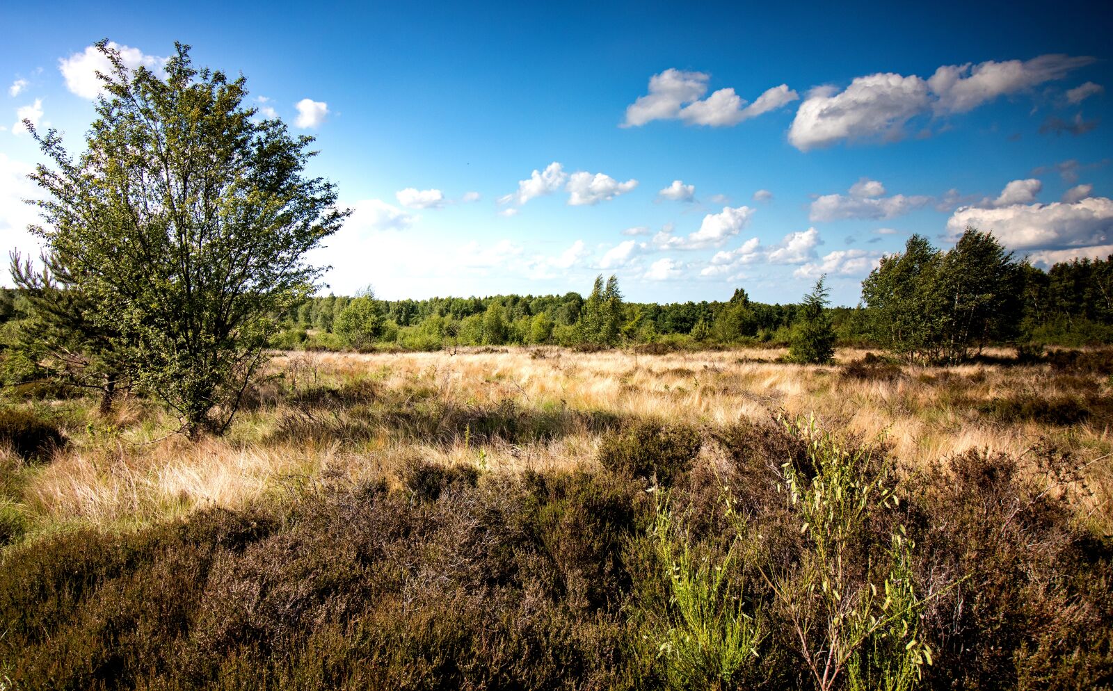 Canon EF-S 10-18mm F4.5–5.6 IS STM sample photo. Heide, drover heath, nature photography