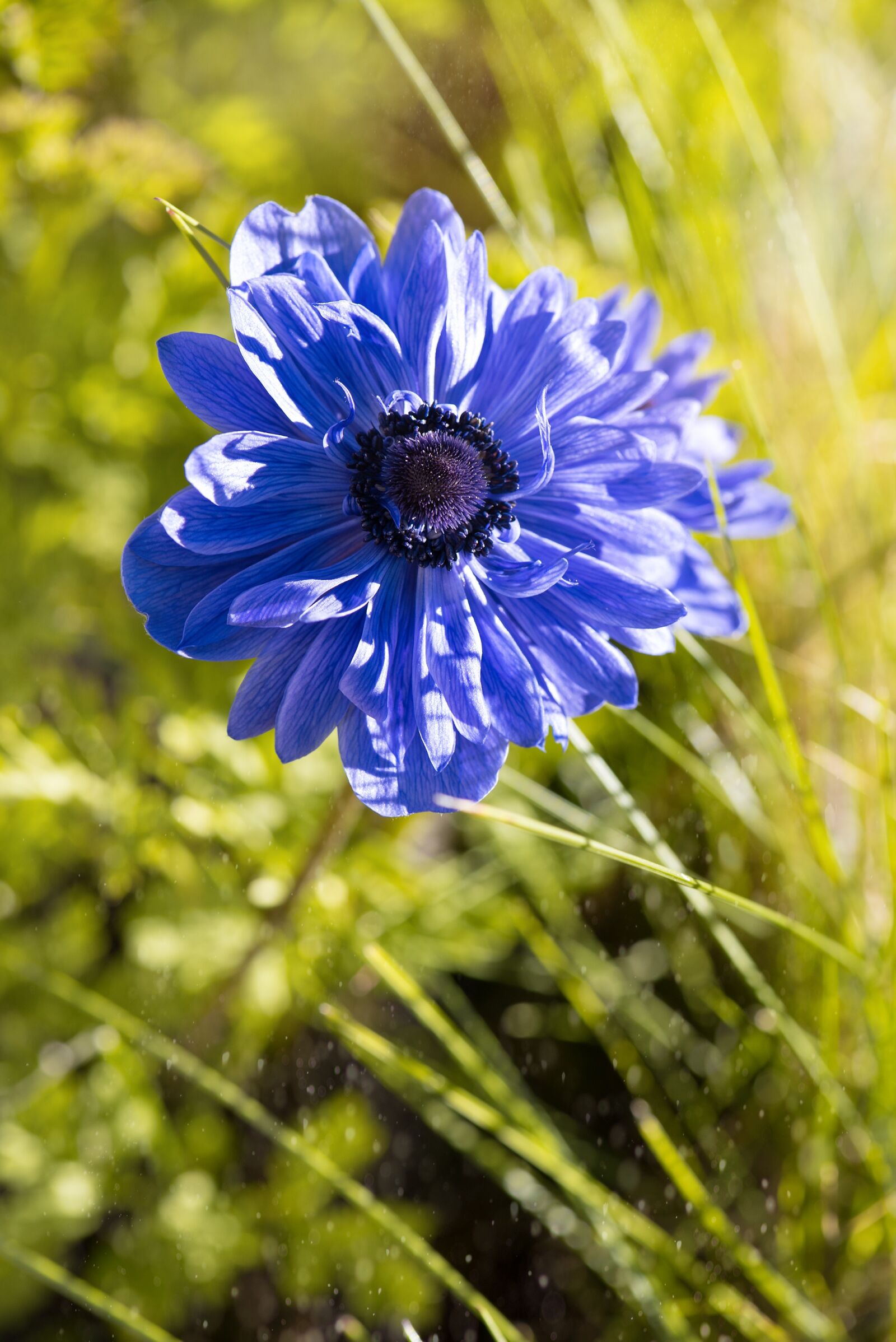 Nikon D750 sample photo. Anemone, blue, blue anemone photography
