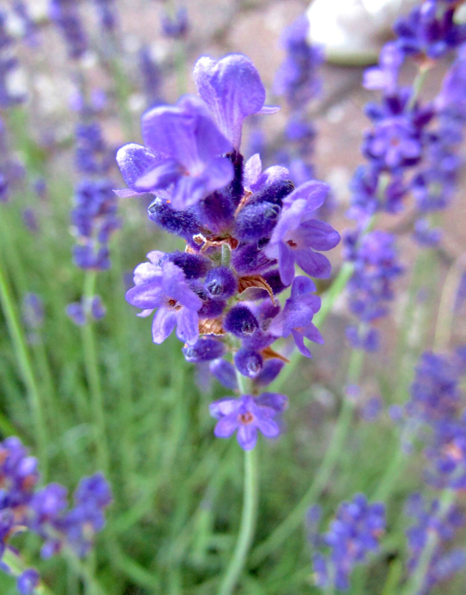 Canon POWERSHOT SX432 IS sample photo. Lavender, lavender bush, purple photography