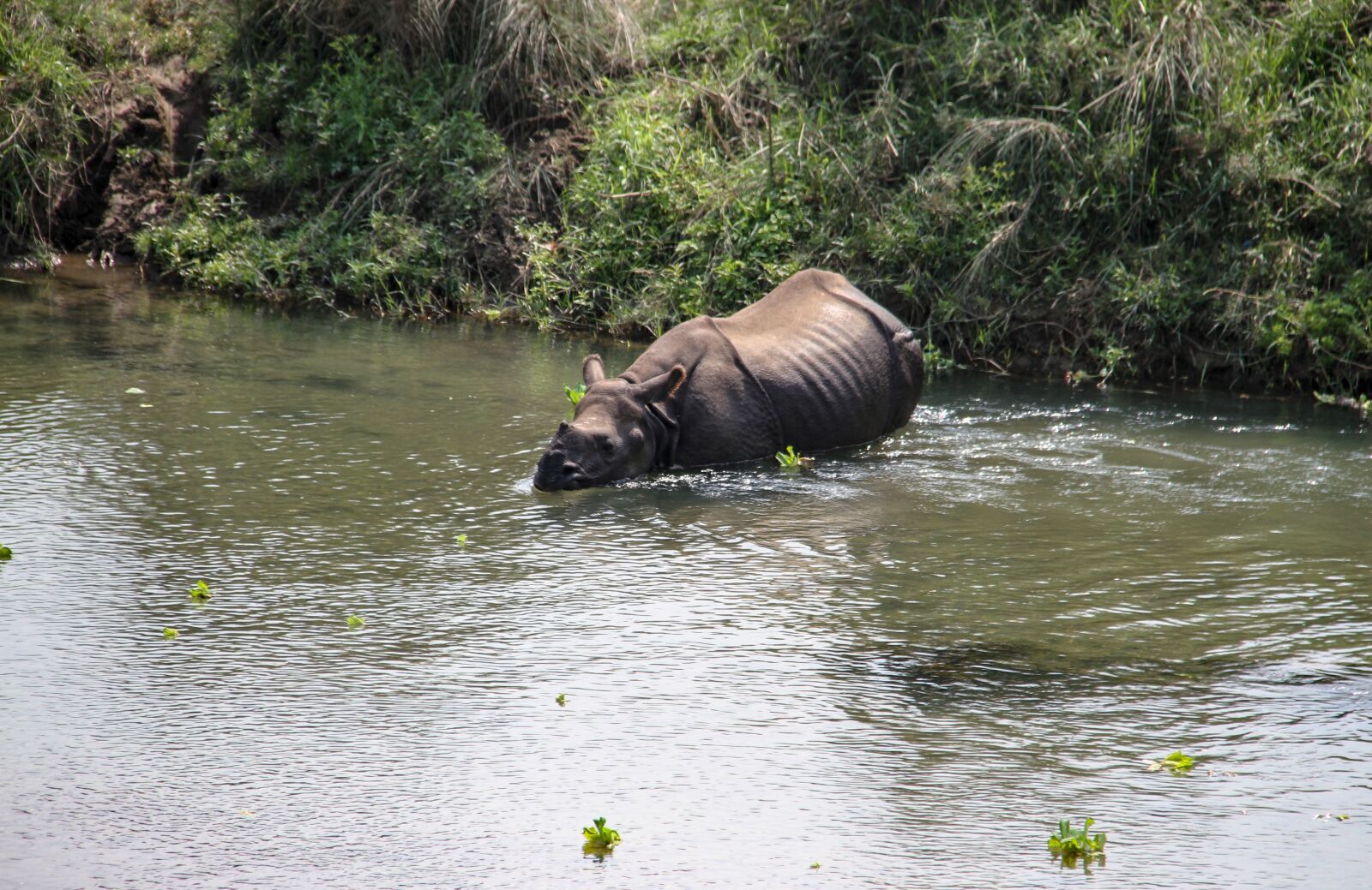 Canon EOS 7D sample photo. One horned rhino, national photography
