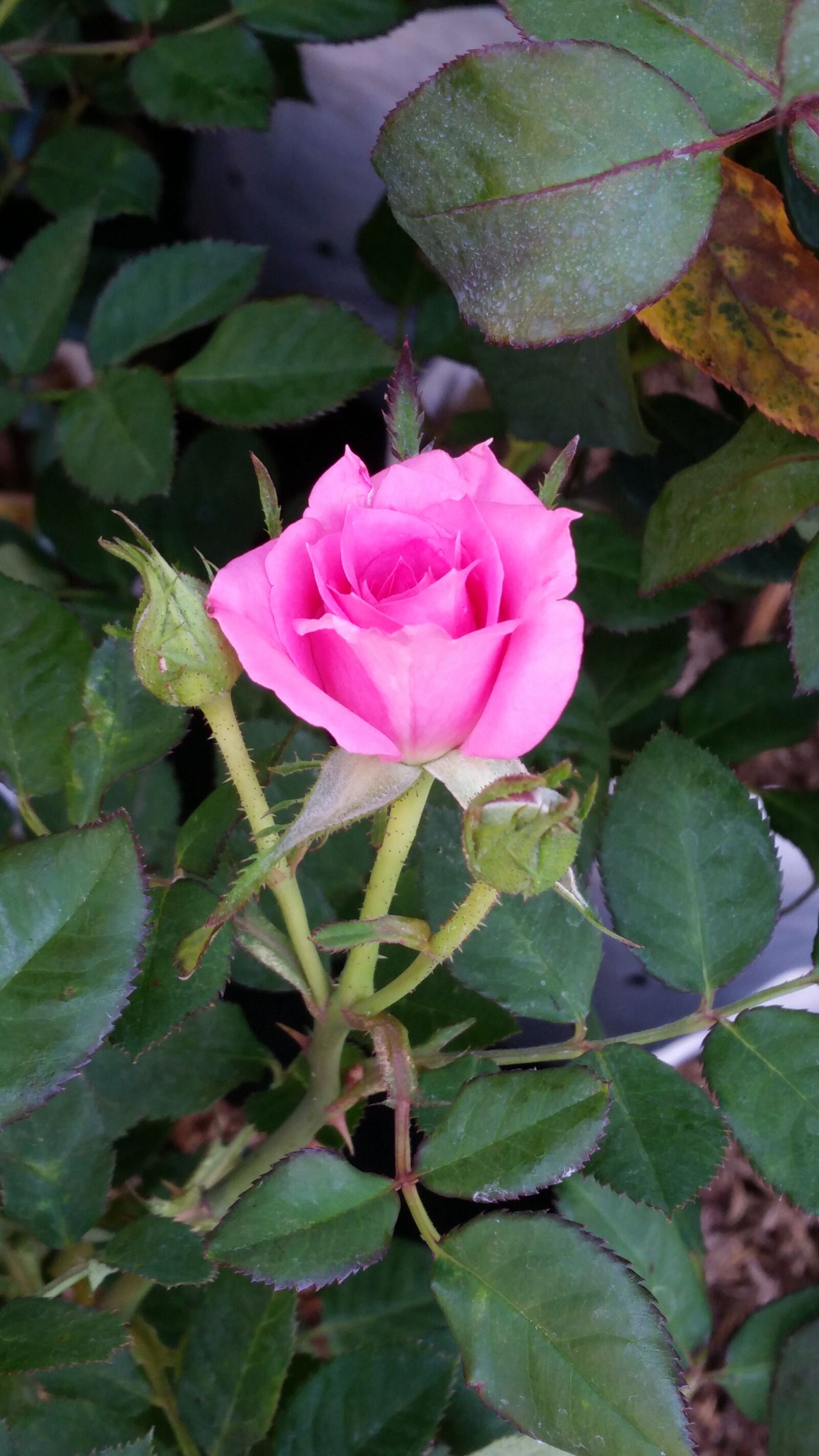 Samsung Galaxy S5 sample photo. Flower, rose, flowers photography