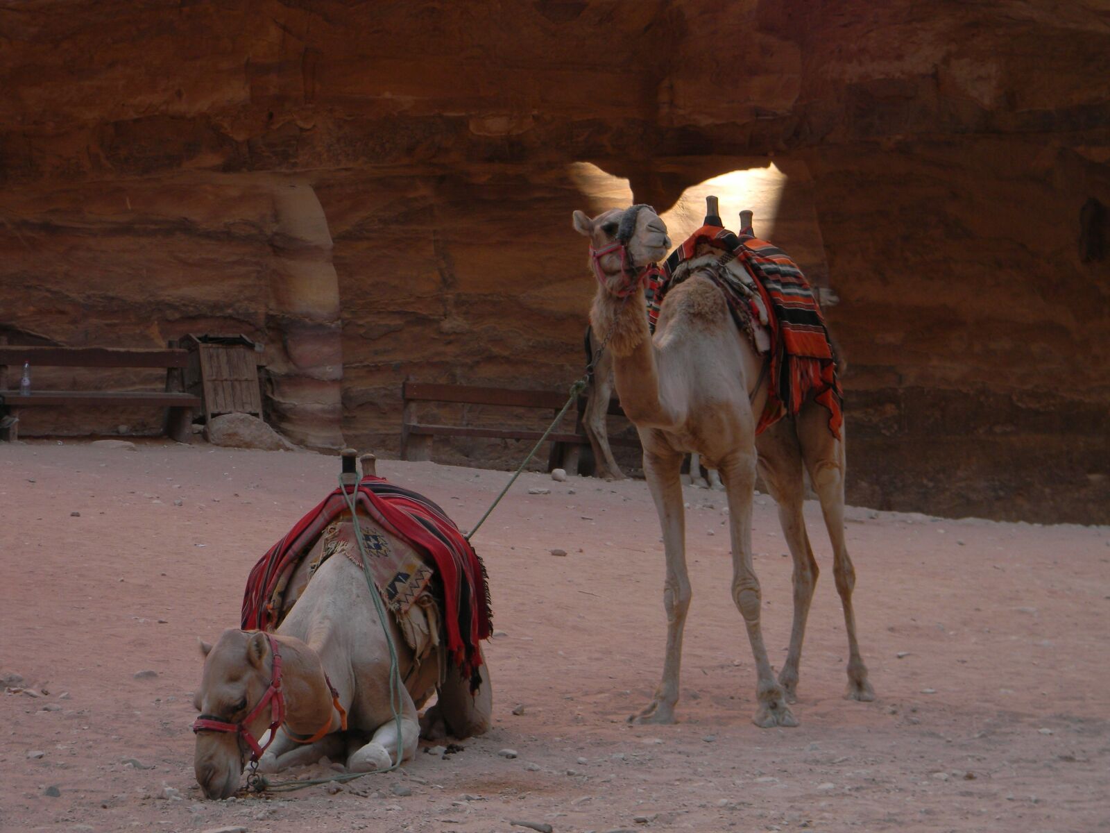 Nikon Coolpix L110 sample photo. Camel, desert, sand photography