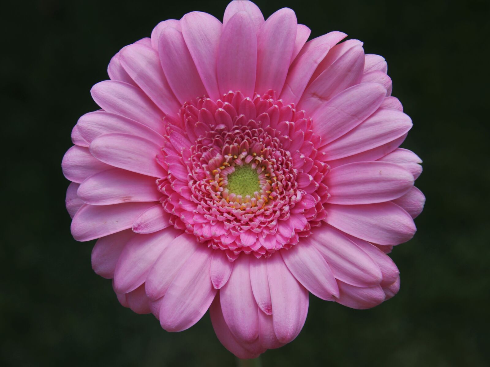 Canon EOS 80D sample photo. One, flower, gerbera photography