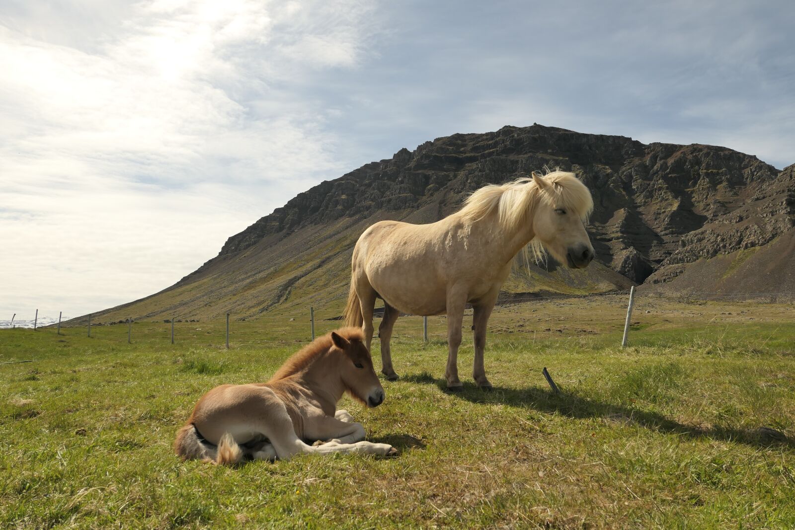 Panasonic Lumix DMC-LX10 (Lumix DMC-LX15) sample photo. Iceland, horse, pasture photography