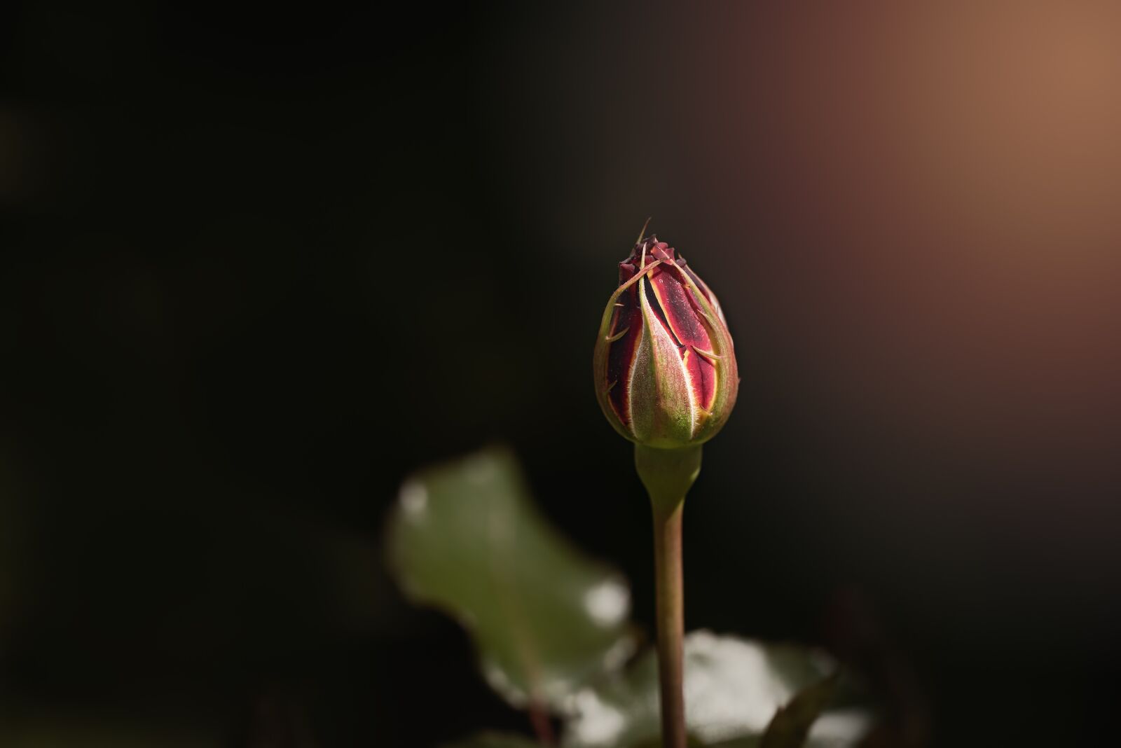 Nikon D750 sample photo. Rose, flower, bud photography