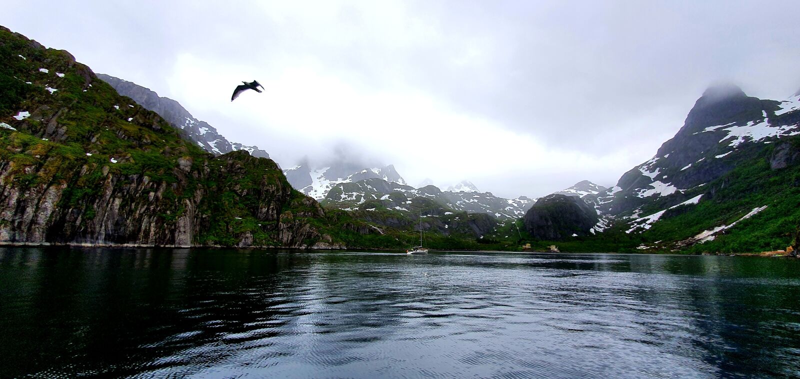 Samsung Galaxy S10 sample photo. Fjord, norway, seagull photography