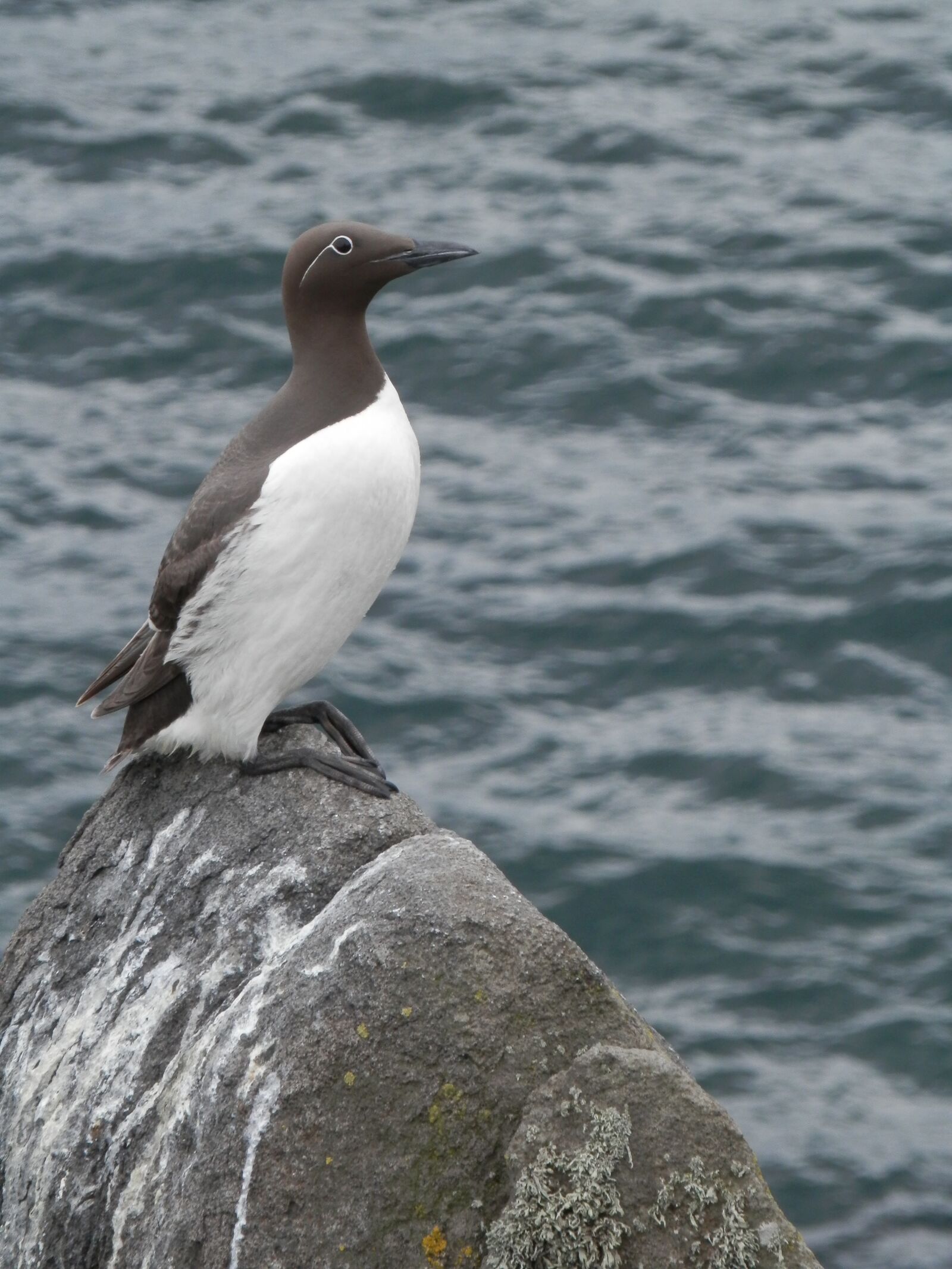 Olympus SZ-14 sample photo. Bird, sea bird, cliff photography