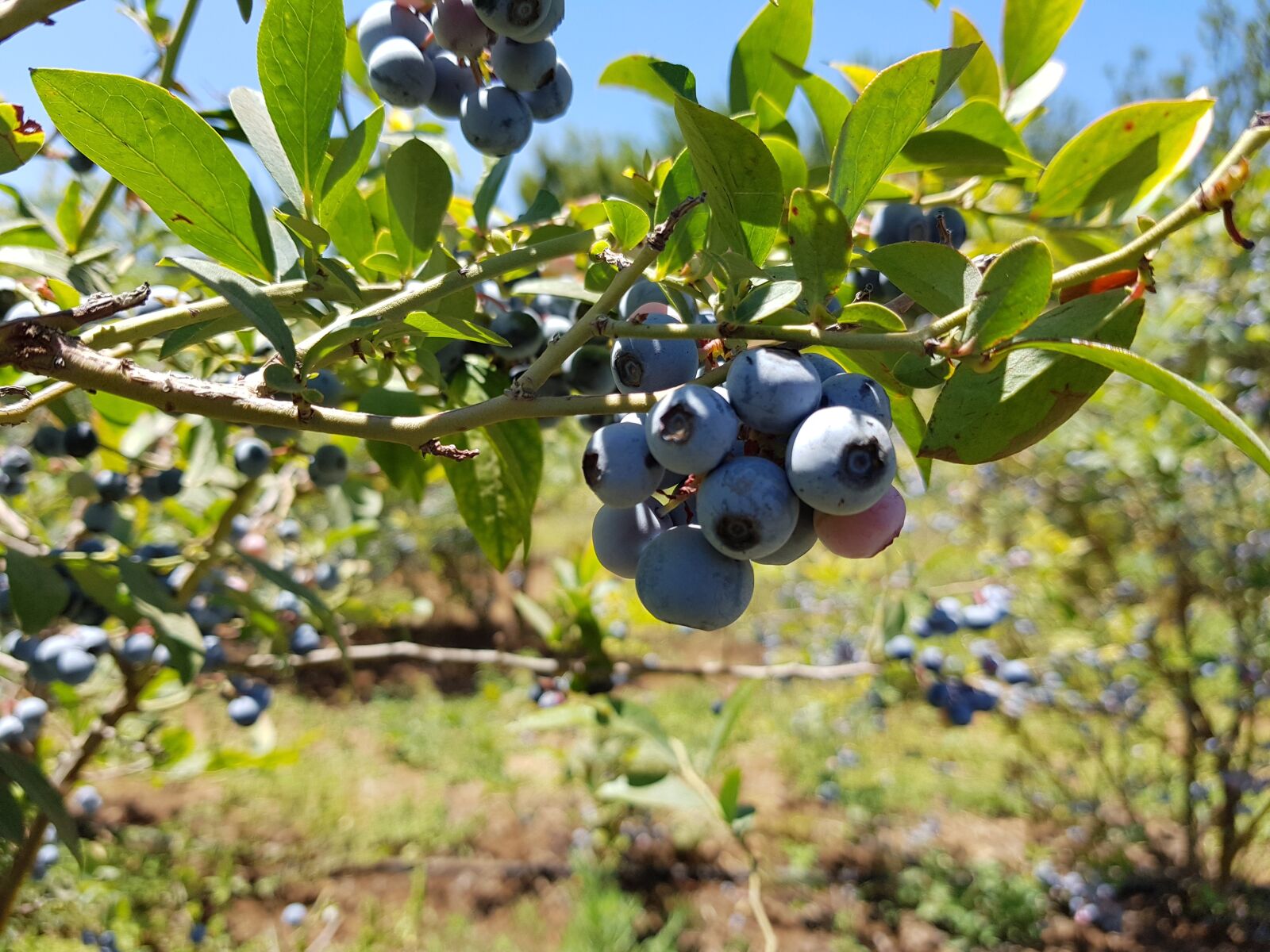 Samsung Galaxy S8+ sample photo. Blueberry, nature, fruit photography