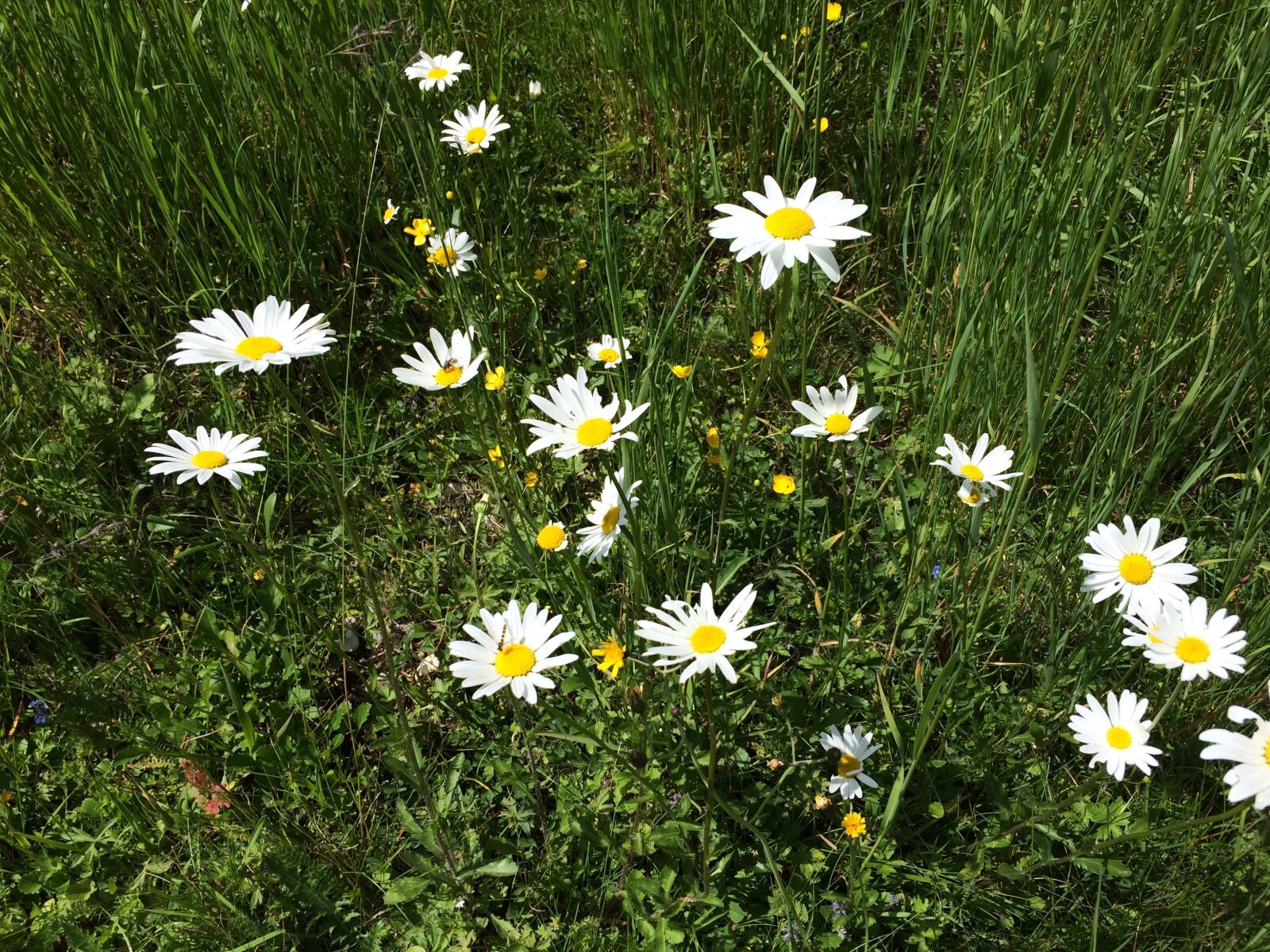 iPhone 5s back camera 4.12mm f/2.2 sample photo. Daisies, nature, alpine photography