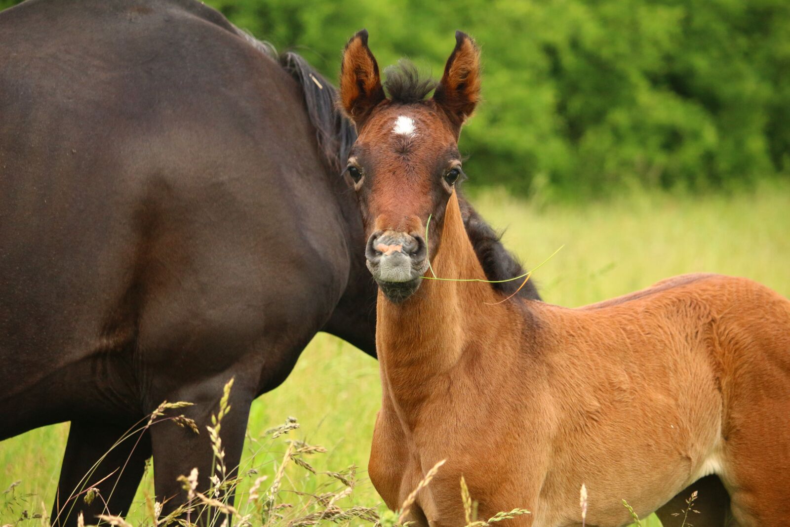 Canon EOS 100D (EOS Rebel SL1 / EOS Kiss X7) sample photo. Horse, foal, suckling photography