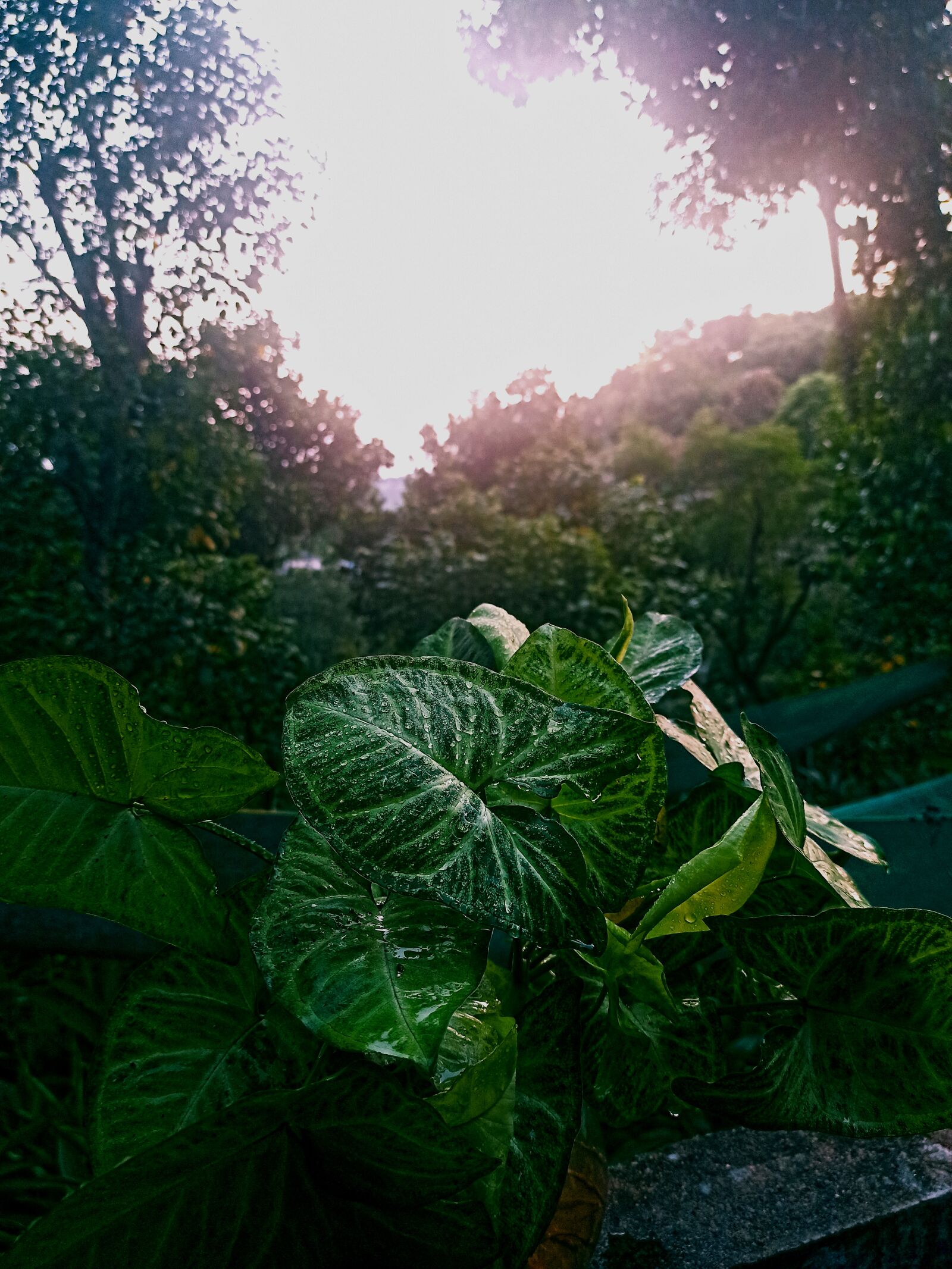 Xiaomi Redmi Note 8 Pro sample photo. Nature, leaves, plant photography