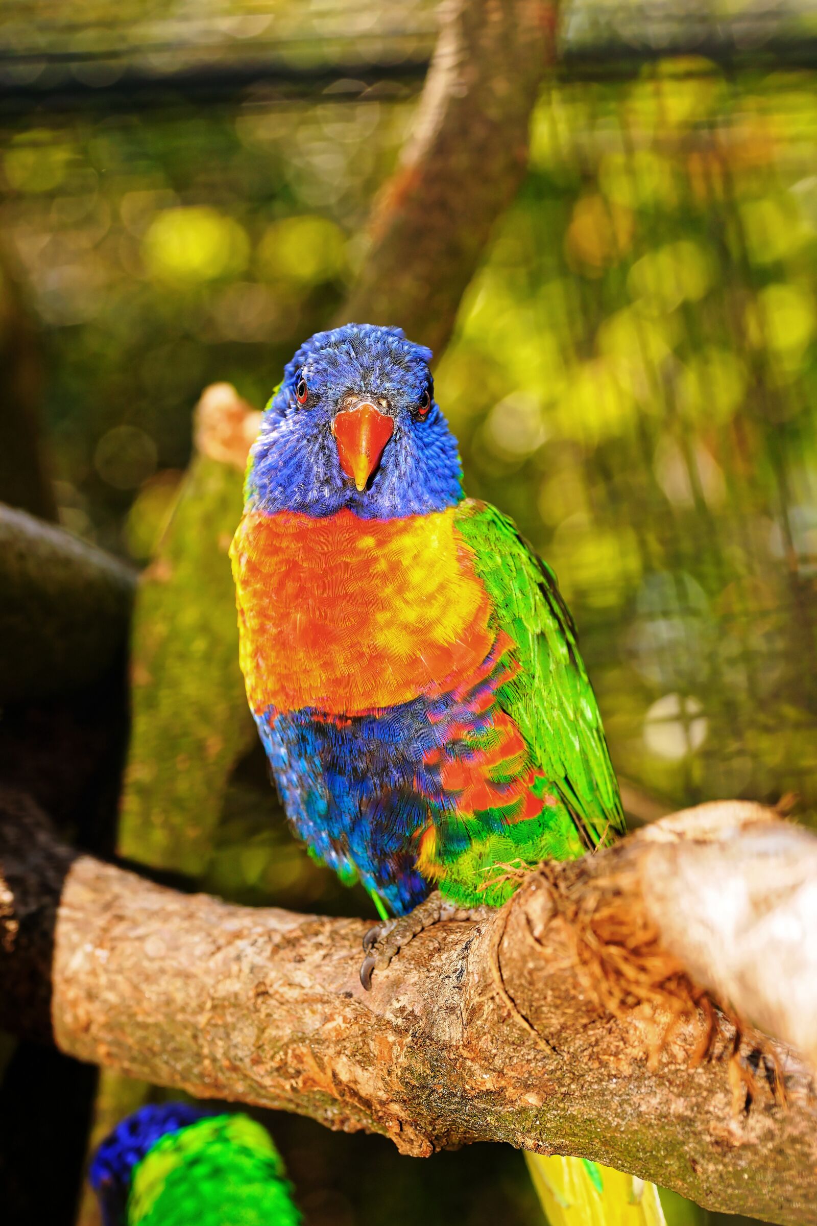 Sony a99 II sample photo. Lori, parrot, colorful photography
