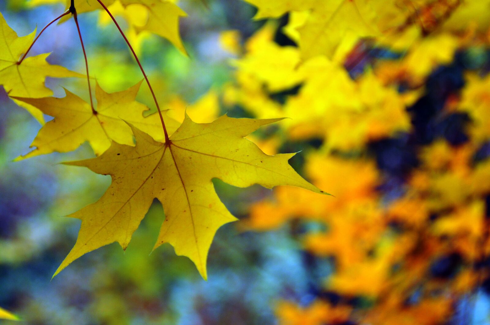 Nikon D300 sample photo. Autumn, akiba photography