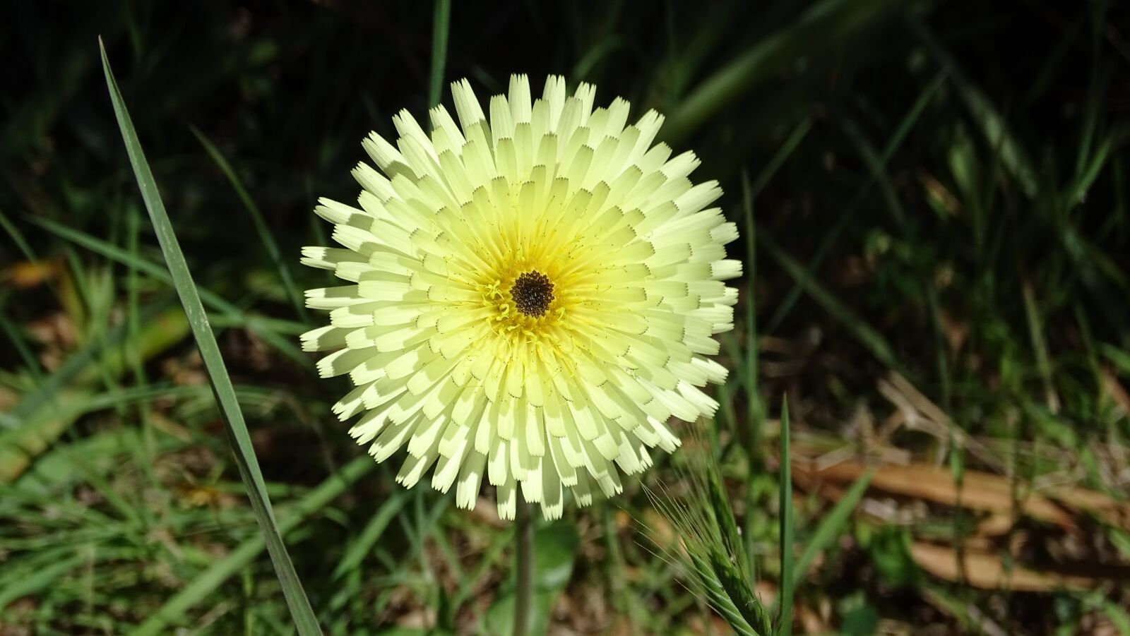 Sony Cyber-shot DSC-HX400V sample photo. Flower, blossom, bloom photography