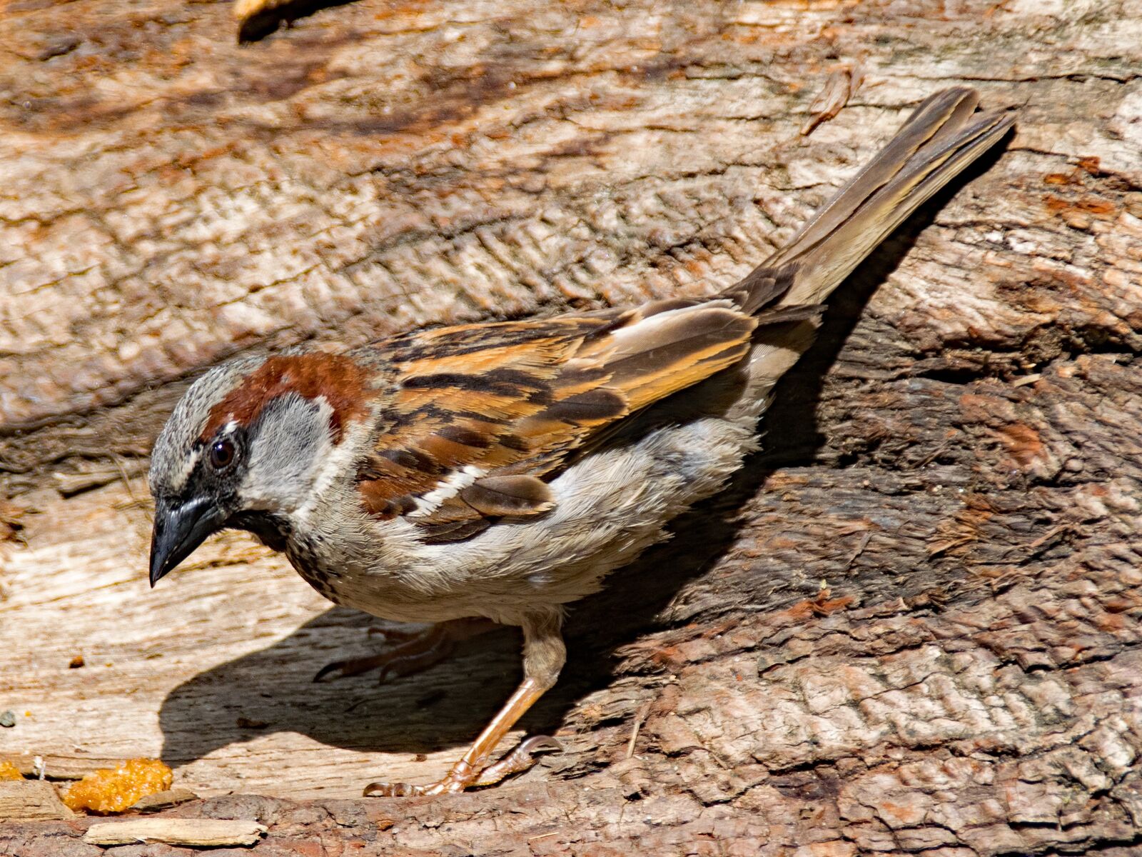 Nikon D5300 sample photo. House sparrow, sperling, sparrow photography