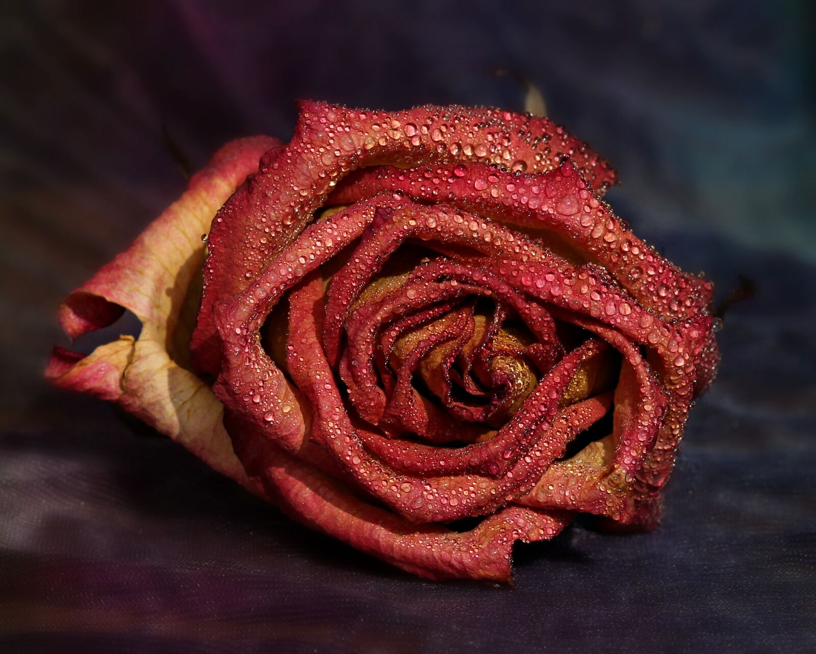 Canon EOS 700D (EOS Rebel T5i / EOS Kiss X7i) + Canon EF 85mm F1.8 USM sample photo. Rose, red, yellow photography