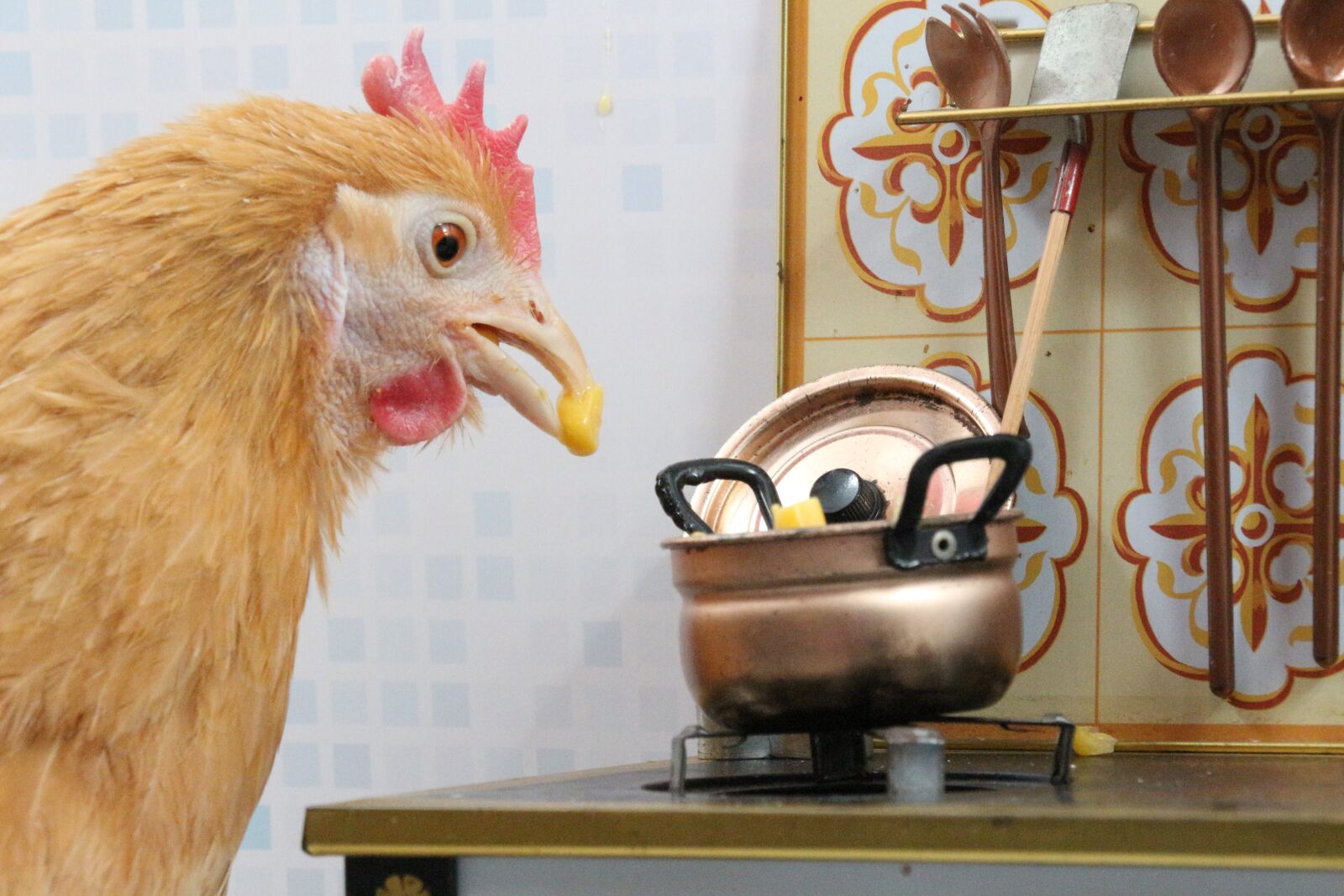 Canon EOS 700D (EOS Rebel T5i / EOS Kiss X7i) sample photo. Chicken, bird, animal photography