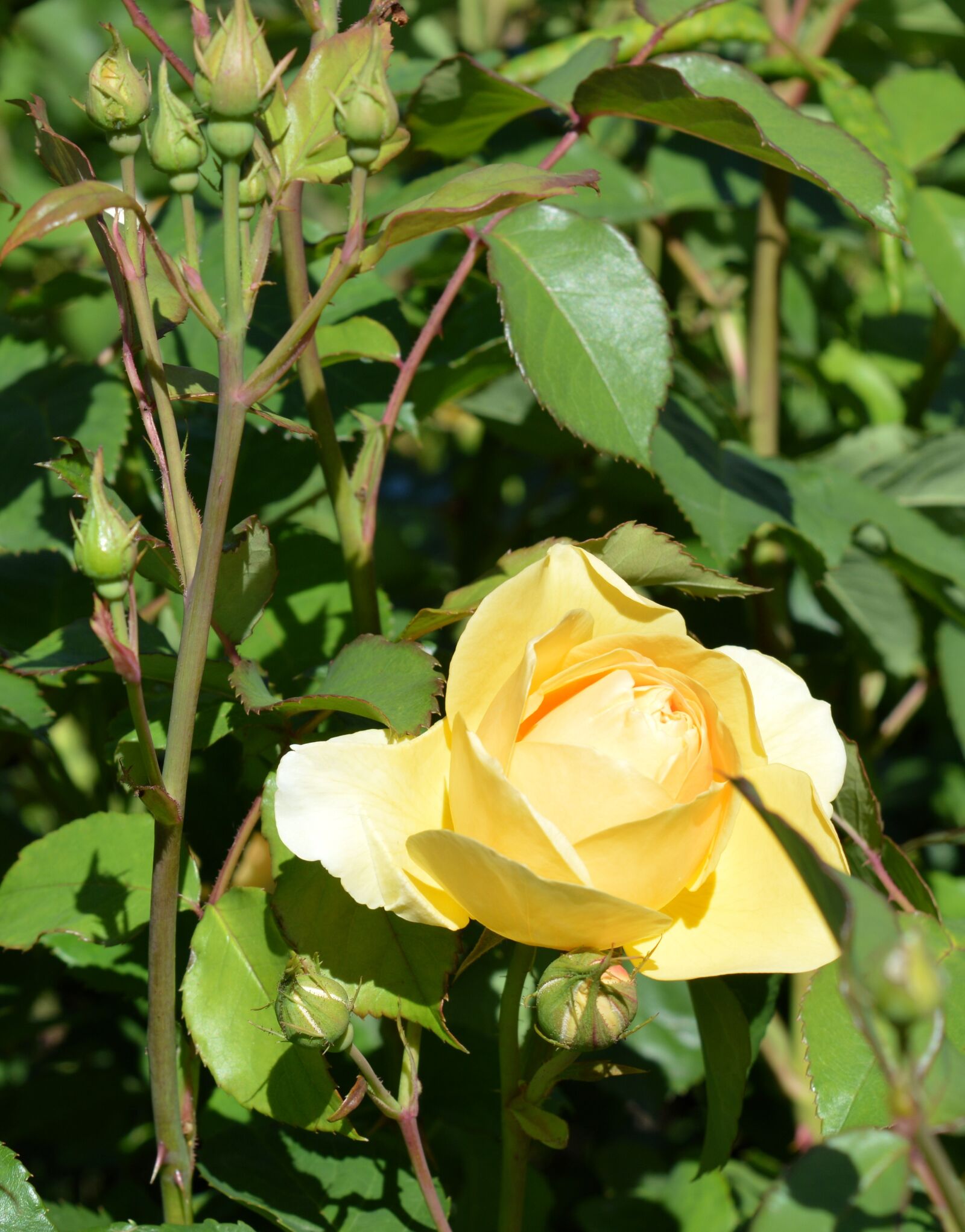 Nikon D3200 sample photo. Rose, roses, blossom photography