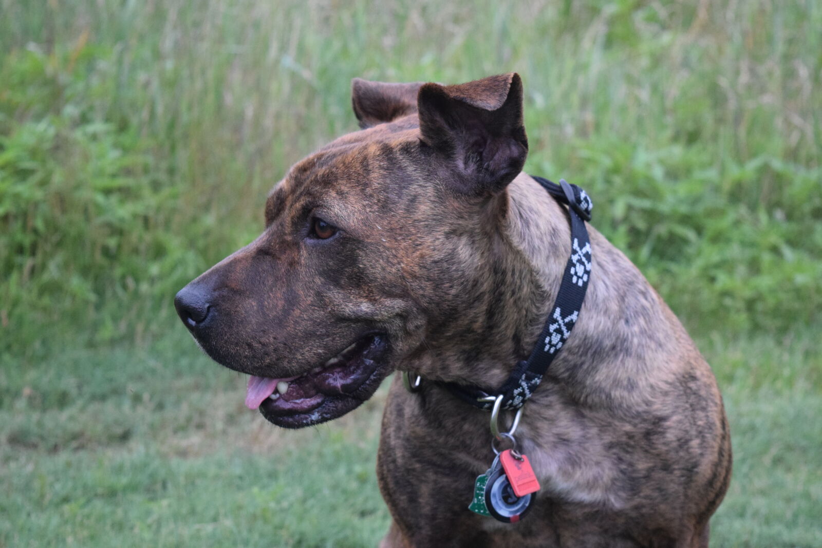 Nikon D3300 sample photo