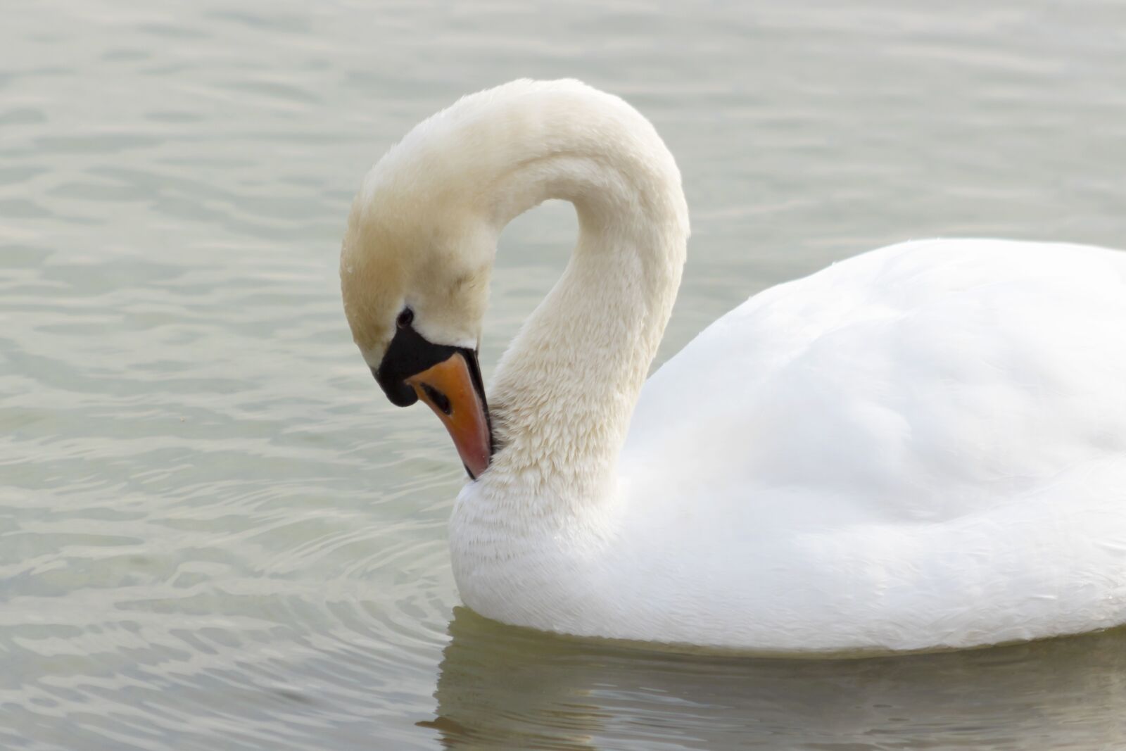 Canon EF75-300mm f/4-5.6 sample photo. Mute swan, swan, bird photography