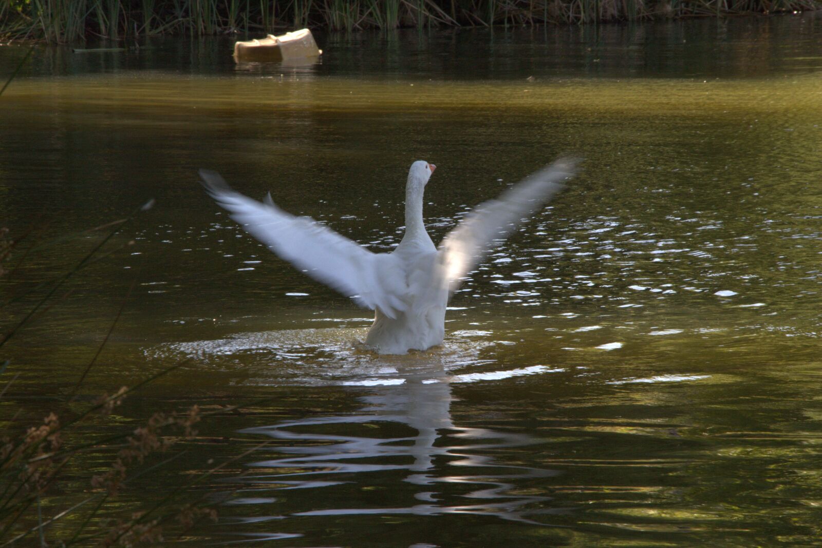 Canon EOS 700D (EOS Rebel T5i / EOS Kiss X7i) sample photo. Swan, water, wings photography