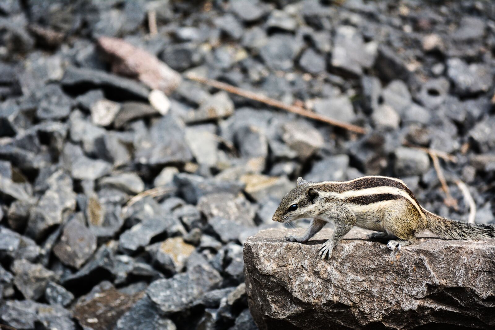 Nikon D5200 sample photo. Squirrel, natural, nature photography