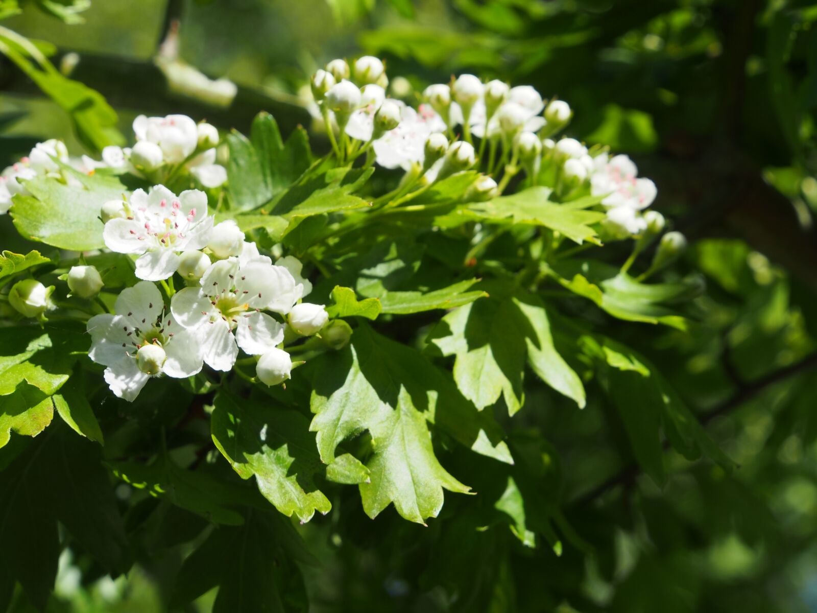 Olympus OM-D E-M5 sample photo. Hawthorn, blossom, nature photography