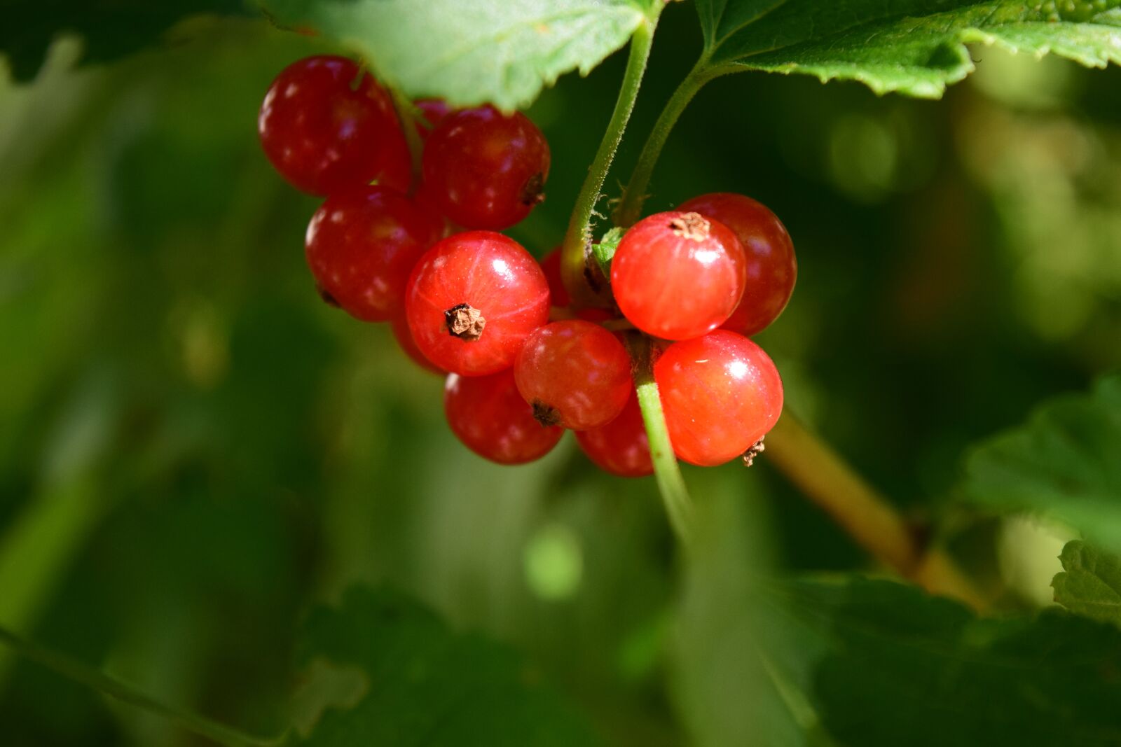 Nikon D3300 sample photo. Currants, close up, plant photography