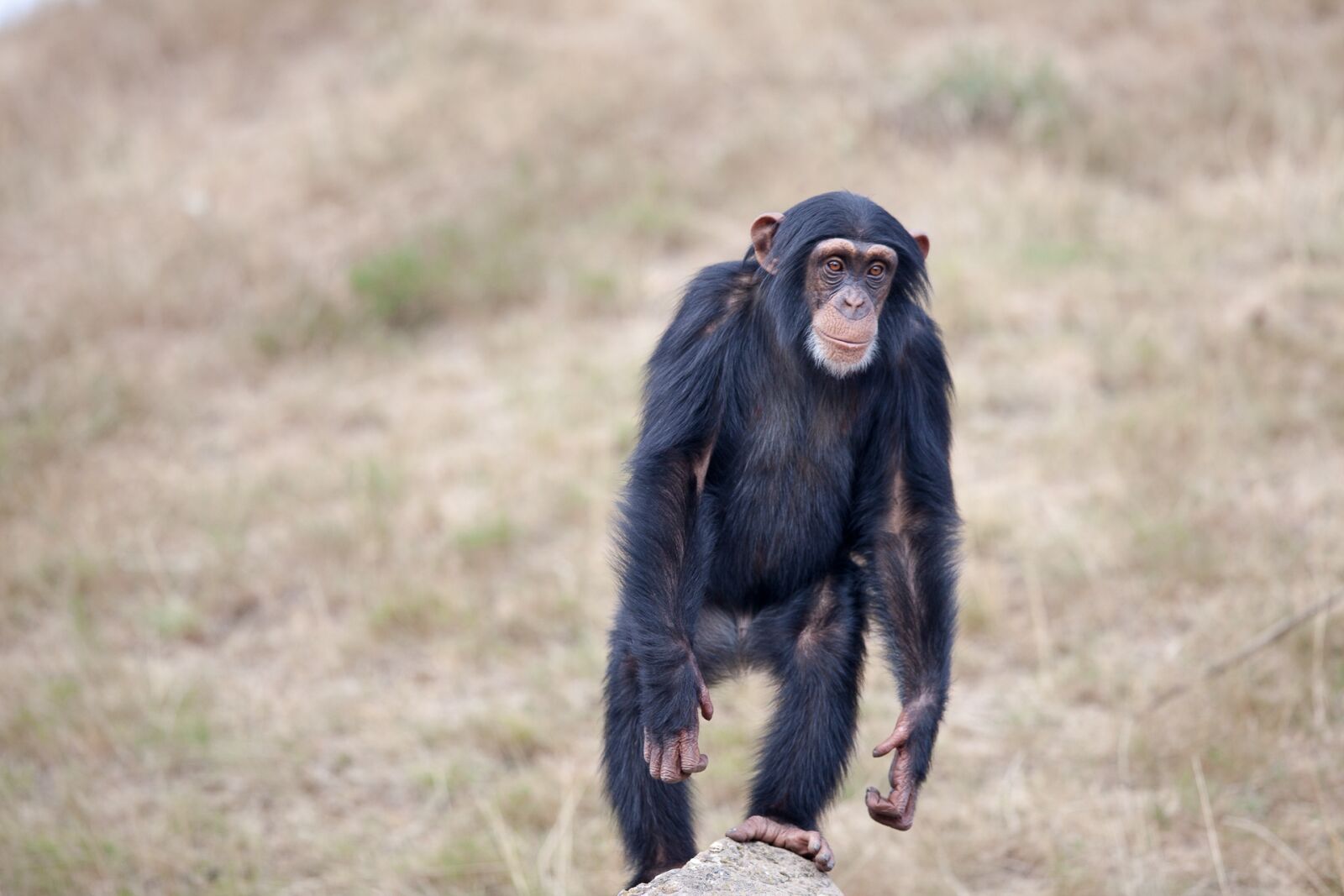 Canon EF 400mm F2.8L IS II USM sample photo. Chimpanzee, monkey, animal photography