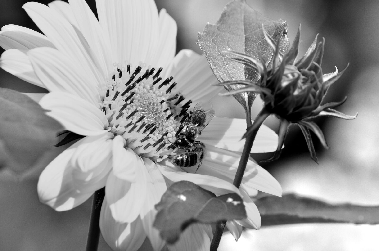Nikon D5100 sample photo. Sunflower, bees, blossom photography