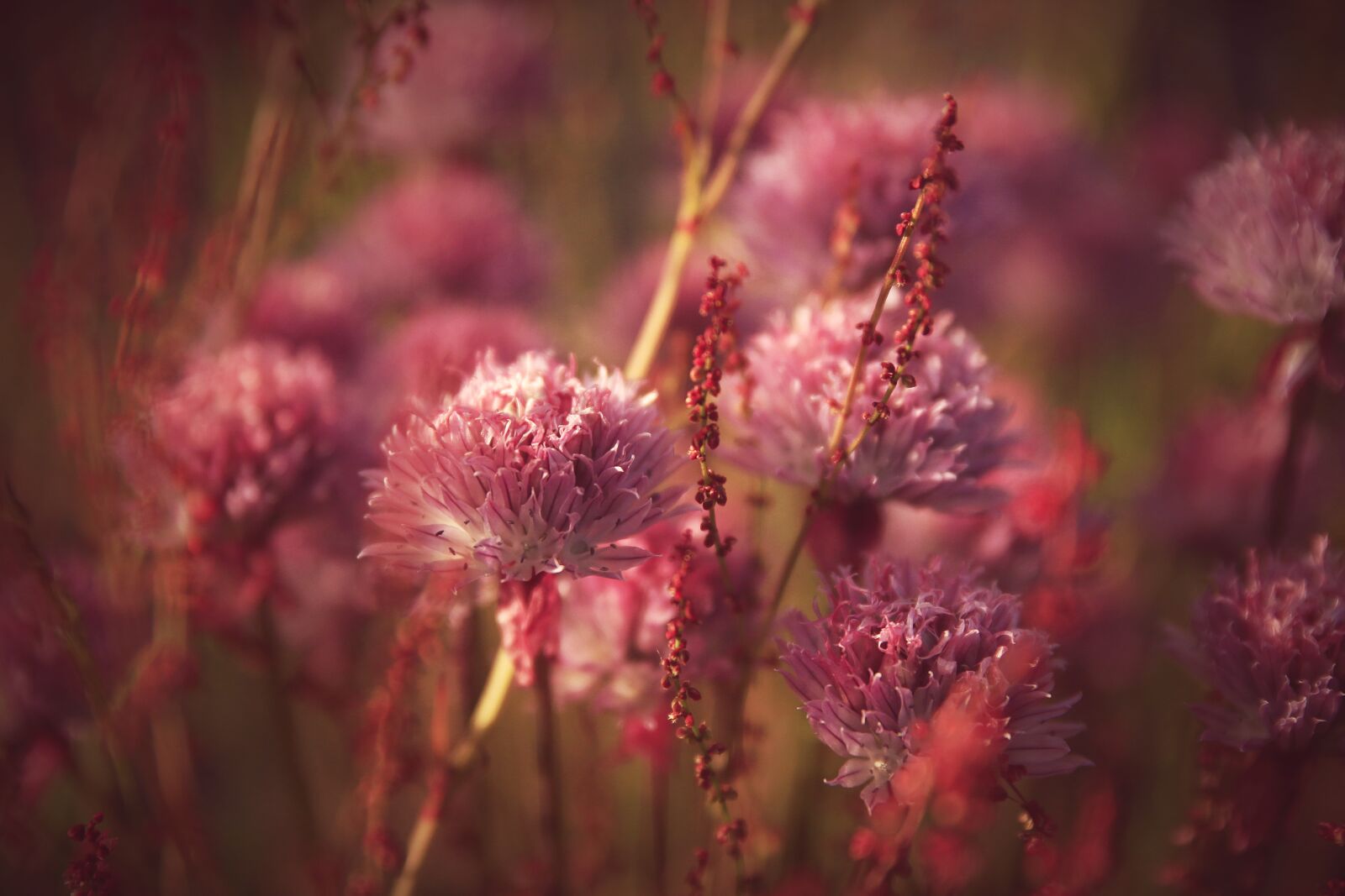 Canon EOS 70D sample photo. Flower, macro, nature photography