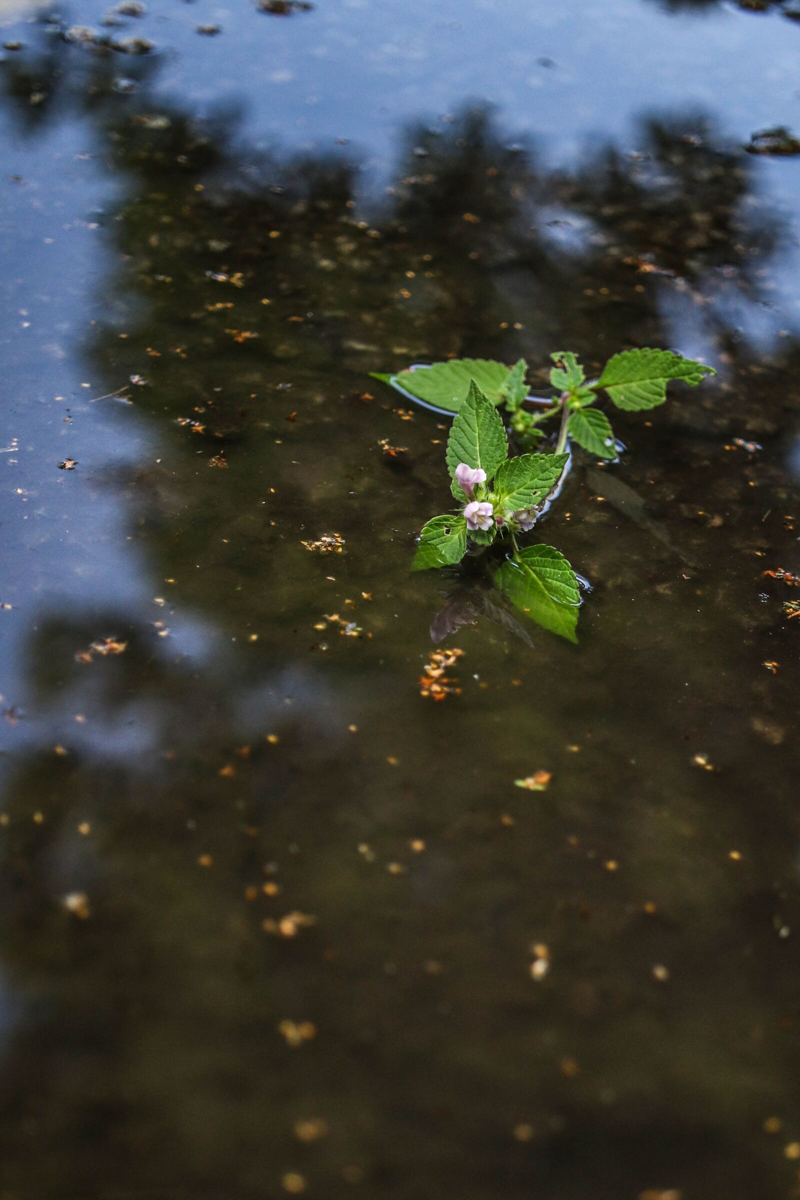 Canon EOS 7D Mark II sample photo. Flower, wild flower, puddle photography
