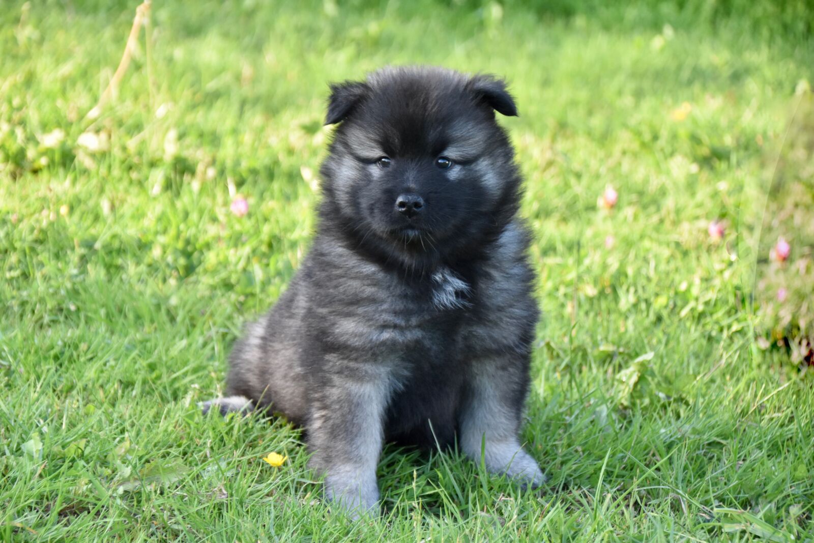 Nikon D5600 sample photo. Dog, puppy, pup photography