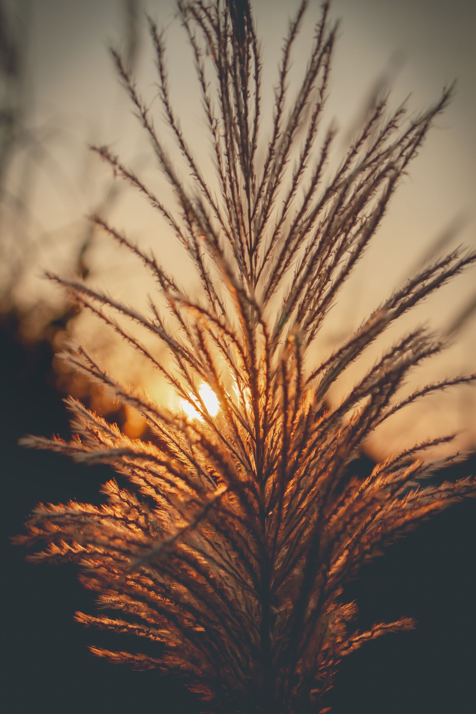 Canon EOS 700D (EOS Rebel T5i / EOS Kiss X7i) sample photo. Sky, west, grass photography