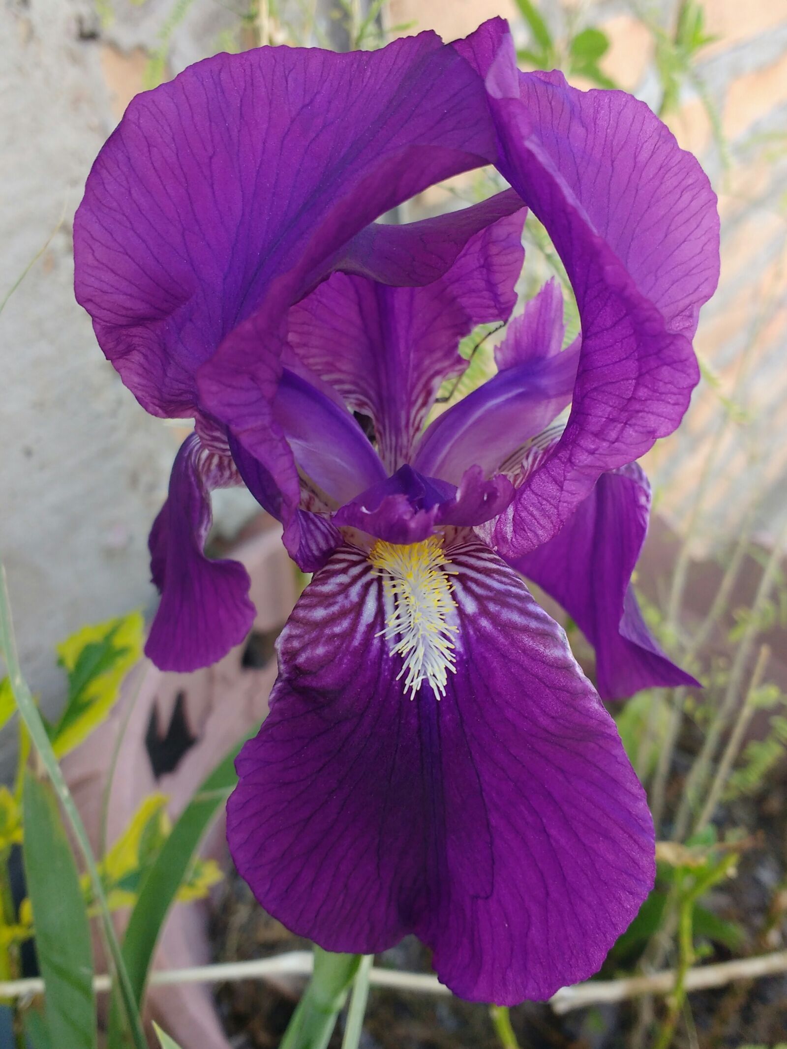 Motorola MotoG3 sample photo. Flower, lily, iris photography