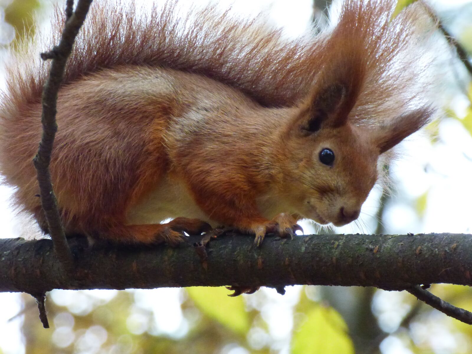 Panasonic DMC-FZ72 sample photo. Animals, forest, nature photography