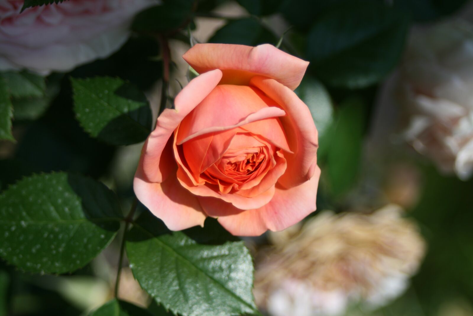 Canon EOS 400D (EOS Digital Rebel XTi / EOS Kiss Digital X) sample photo. Flower, rose, vicky photography