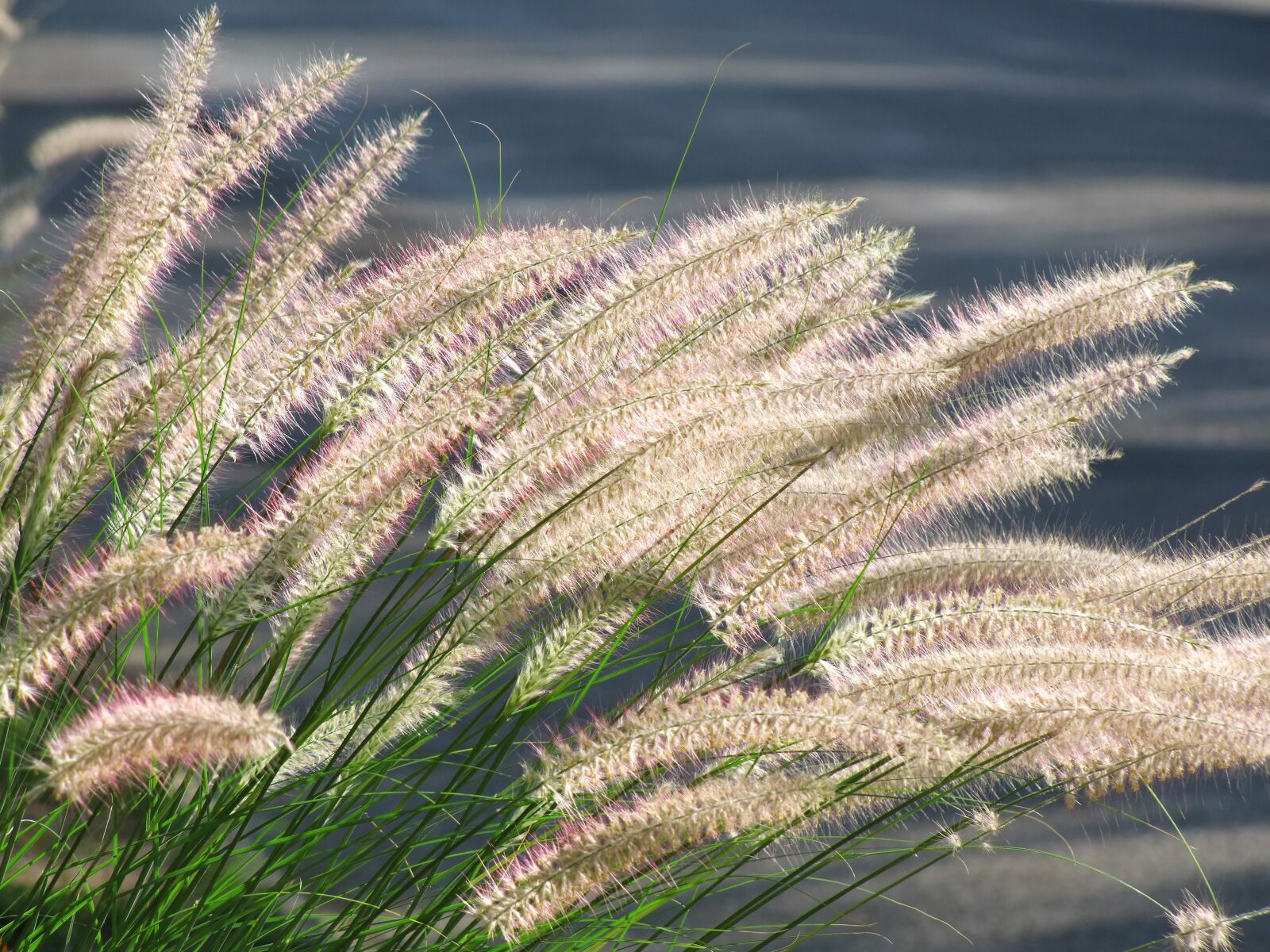 Fujifilm FinePix S100fs sample photo. Chinese tollborzf , pennisetum photography